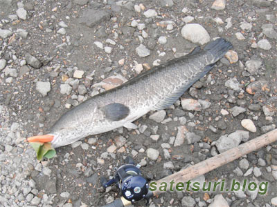 最後の最後(延長込)で釣れた雷魚