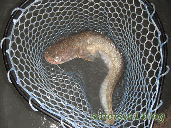 1年ぶりの漁獲、ナマズ。