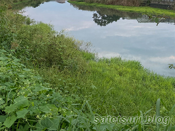 ナマズ釣りに良さそうに見えたので釣りをしてみた川