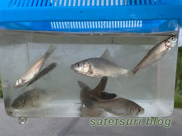 鮒も含めてなかなかの釣果