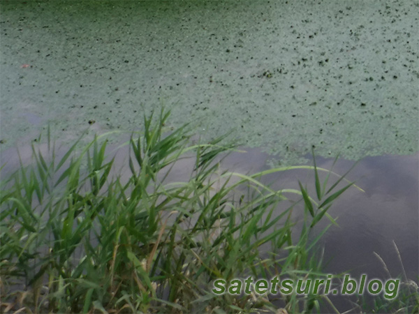 菱の生えた水路