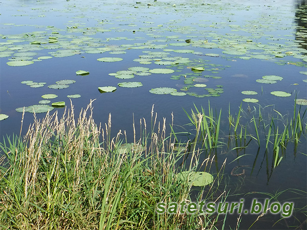 岸際の陸生植物は軒並み水没