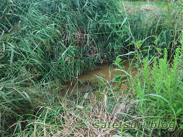 水が茶色い用水路