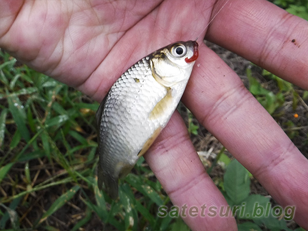 素掘りの用水路で釣れたマブナ