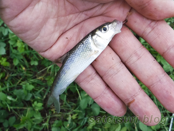 素掘りの用水路で釣れたマブナ