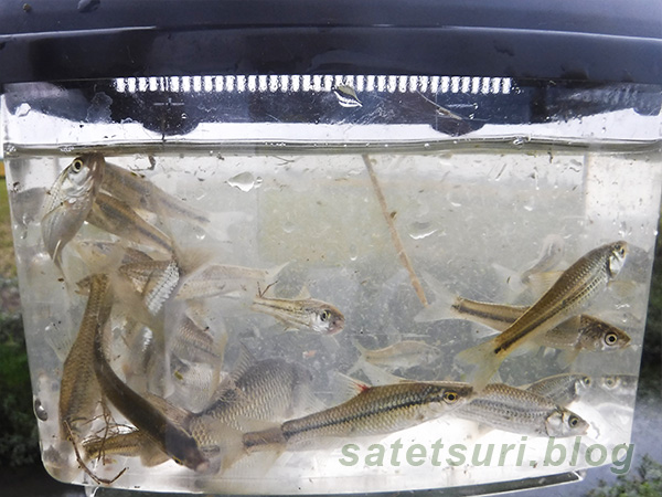 最後の場所での釣果