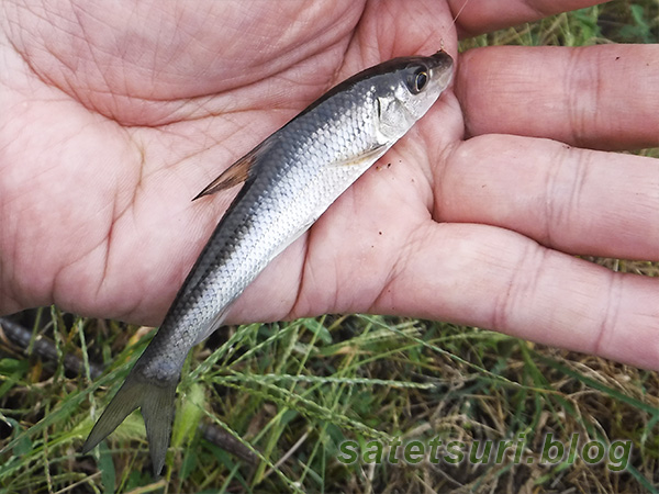 1投目で釣れたニゴイ