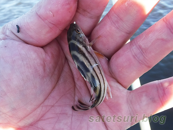 ハゼの外道で釣れたコトヒキ