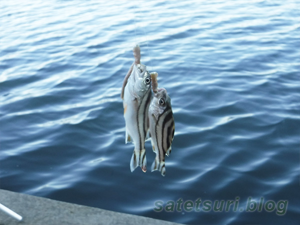 一荷で釣れたコトヒキ