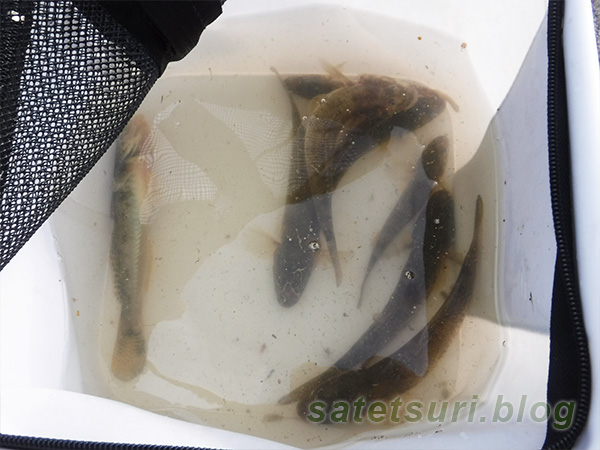 この日の釣果：良型のハゼ8匹