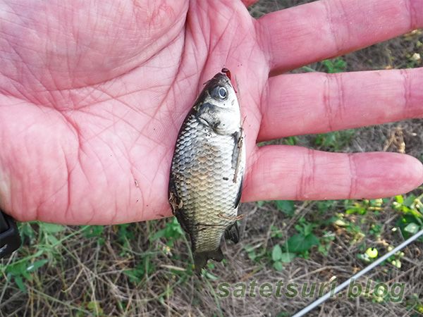 用水路の小場所で釣れた鮒