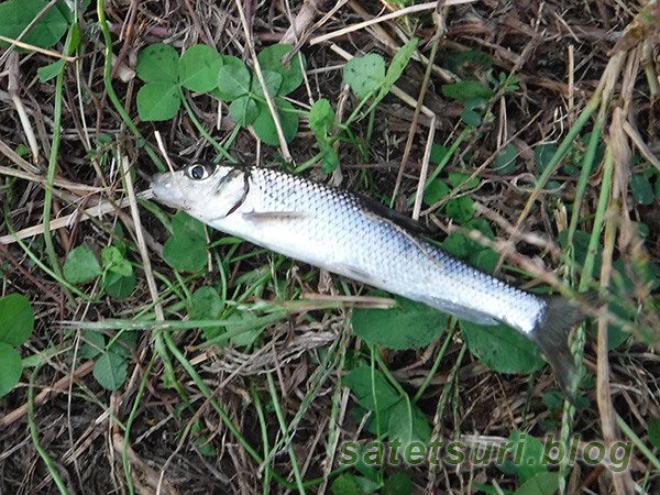 ニゴイと思われる魚