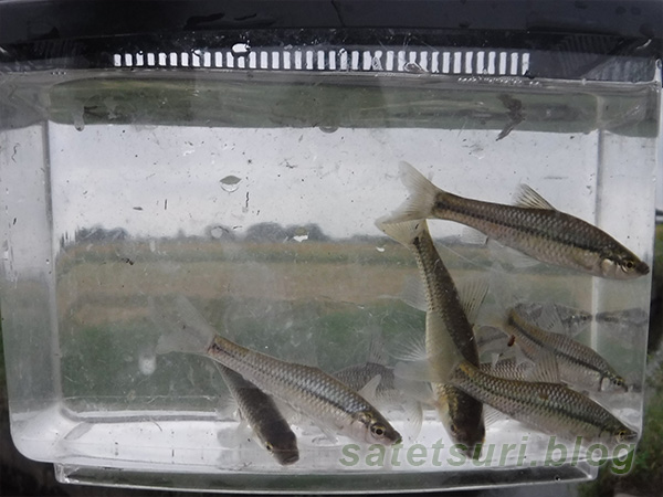 クチボソ（モツゴ）のみの漁獲