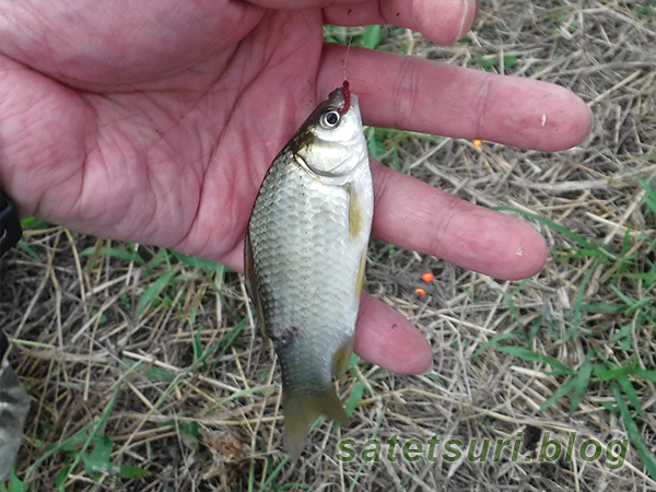 この日初めての鮒