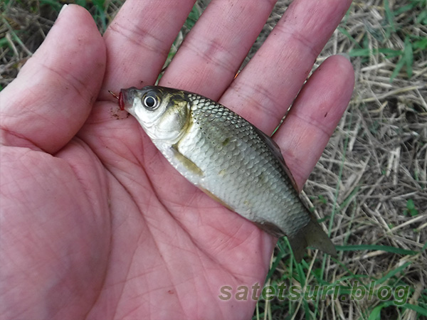 ほぼクチボソの釣果